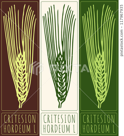 Vector drawing CRITESION. Hand drawn illustration. Latin name is HORDEUM L Vector drawing CRITESION. Hand drawn illustration. Latin name is HORDEUM L 117967935