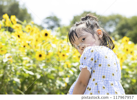 girl playing in a sunflower field girl playing in a sunflower field 117967957