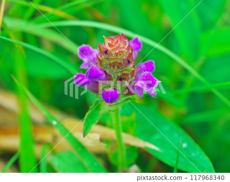 Early summer in the Kirigamine Plateau plant community. Prunella blooming in the Kurumayama Marsh. Early summer in the Kirigamine Plateau plant community. Prunella blooming in the Kurumayama Marsh. 117968340
