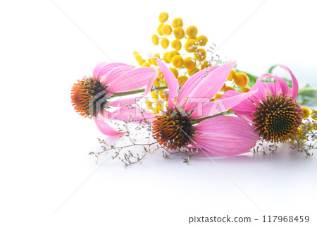 Echinacea and Tansy Echinacea and Tansy 117968459