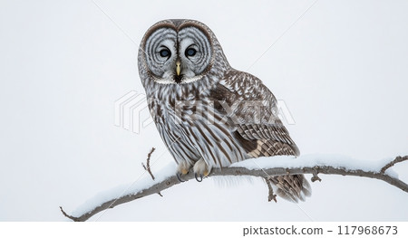 A great gray owl perched on a snow-covered branch in a tranquil winter landscape 117968673