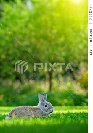 A rabbit lies on a green lawn, surrounded by lush greenery, basking in the warm sunlight. A rabbit lies on a green lawn, surrounded by lush greenery, basking in the warm sunlight. 117968753