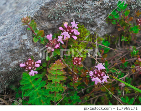 Early summer plant community of Kirigamine Plateau. Thymus vulgare blooming in Kurumayama Marsh. Early summer plant community of Kirigamine Plateau. Thymus vulgare blooming in Kurumayama Marsh. 117969171