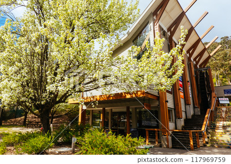 Spring Blossom in Warburton Australia Spring Blossom in Warburton Australia 117969759