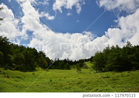 盛夏的池之平濕地風光 盛夏的池之平濕地風光 117970115