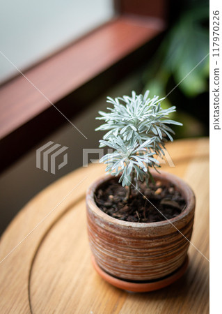 Potted Plant in Sunlit Room by Window 117970226