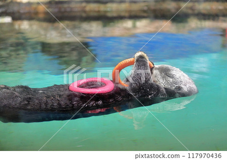 海洋世界海中道的 Lilo-chan 霧霾去除與微調 海洋世界海中道的 Lilo-chan 霧霾去除與微調 117970436