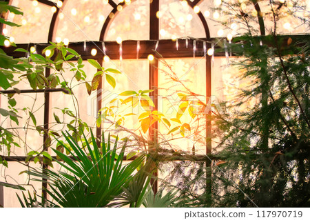 Background of tropical leaves and plants behind glass with bokeh lights. 117970719