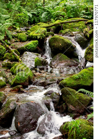A mountain stream flows over stones in a forested tropical area. 117970771