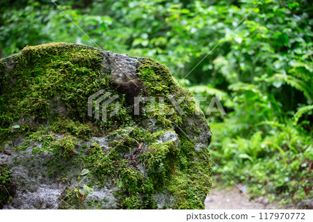 A large mountain stone overgrown with moss in a tropical coimate. 117970772