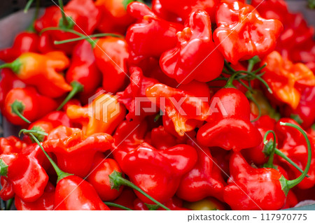 Small red bell pepper that looks like a bell. 117970775