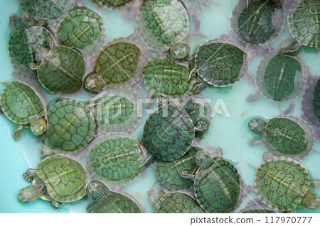 Little green turtles shot from above. Little green turtles shot from above. 117970777