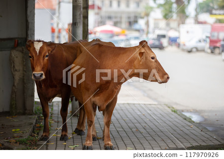 A cow walks along the streets of a city in Georgia or India. A cow walks along the streets of a city in Georgia or India. 117970926