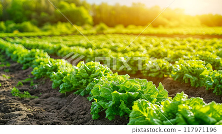 Vast Field of Green Lettuce Under Blue Sky 117971196