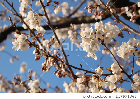  櫻花和藍天 117971365