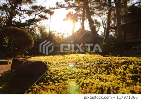 苔蘚和日落 117971366