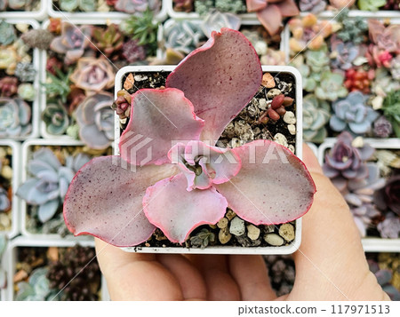 Beautiful pink Echeveria Bittersweet with wavy leaves top view Beautiful pink Echeveria Bittersweet with wavy leaves top view 117971513
