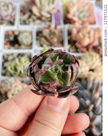 Succulent plant Echeveria Yangjin flower in female hand Succulent plant Echeveria Yangjin flower in female hand 117971522