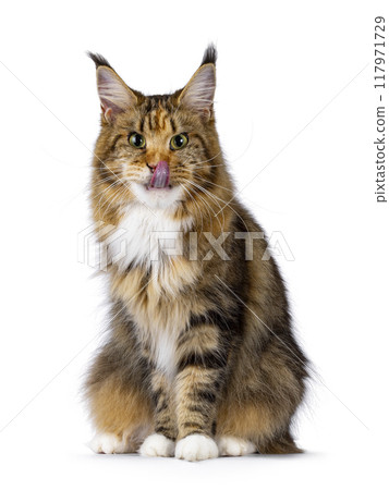 Maine Coon cat on white background 117971729