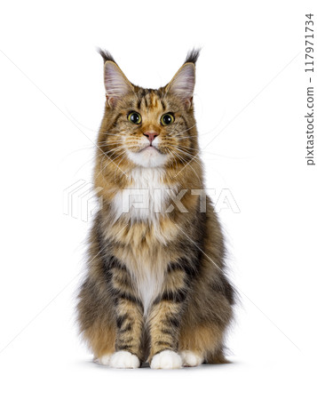 Maine Coon cat on white background Maine Coon cat on white background 117971734
