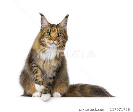 Maine Coon cat on white background 117971736