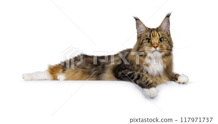 Maine Coon cat on white background 117971737