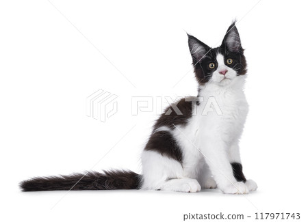 Maine Coon cat kitten on white background Maine Coon cat kitten on white background 117971743