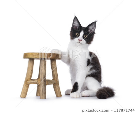 Maine Coon cat kitten on white background Maine Coon cat kitten on white background 117971744