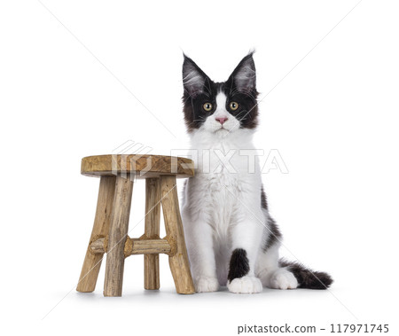 Maine Coon cat kitten on white background 117971745