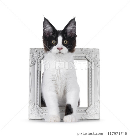 Maine Coon cat kitten on white background 117971746