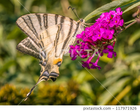 Sail swallowtail butterfly sitting on buddleia flowers 117971926