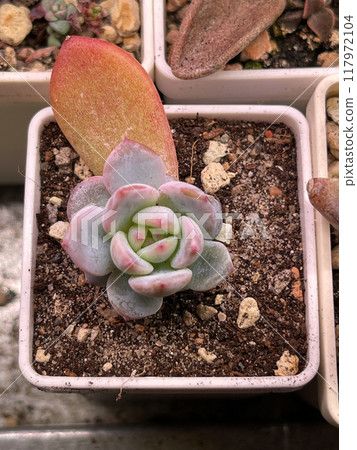 Succulent propagation from leaves. Echeveria Monroe Orange succulent flower isolated 117972104