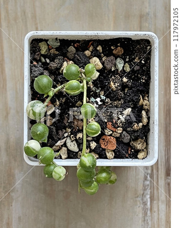 Small senecio rowleyanus variegata in pot on wooden background Small senecio rowleyanus variegata in pot on wooden background 117972105