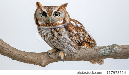 A great gray owl perched on a snow-covered branch in a tranquil winter landscape 117972514