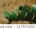 zamioculcas leaf close up for background. 117973301