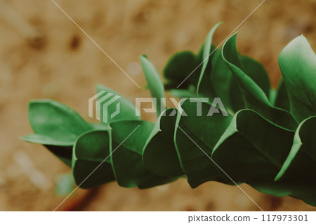 zamioculcas leaf close up for background. zamioculcas leaf close up for background. 117973301
