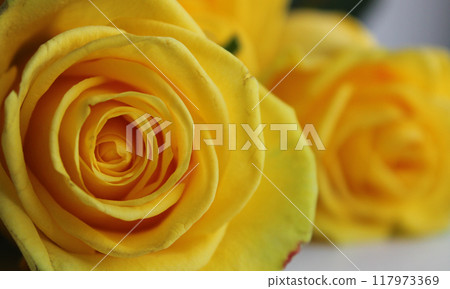 Bright Yellow Rose Flowers Macro Shot Stock Image 117973369