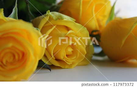 Bouquet Of Soft Yellow Roses On White Extreme Closeup Photo Bouquet Of Soft Yellow Roses On White Extreme Closeup Photo 117973372