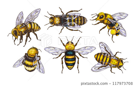 Vintage honey bee. Hand drawn insect sketch style, isolated tattoo. Black and white animal artwork, line nature. Yellow engraving outline wasp. Beekeeper different angles view. Vector doodle 117973708
