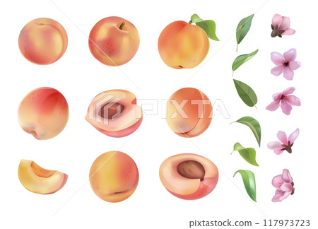 Watercolor peach. White fruit texture and leaf, summer nature food on white background, pink flowers, healthy food packaging drawing isolated elements. Whole and half. Vector isolated set 117973723