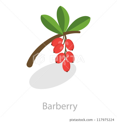 3D Isometric Flat Vector Set of Astringent Herbs, Natural Herbal Remedy. Item 5 117975224