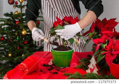 A man transplants Poinsettia flowers into a new pot A man transplants Poinsettia flowers into a new pot 117975373