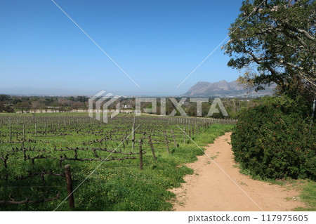 Groote Constantia Winery, Cape Town, South Africa 117975605