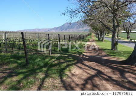 Groote Constantia Winery, Cape Town, South Africa 117975652