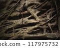 Closeup of banyan tree roots on wall 117975732