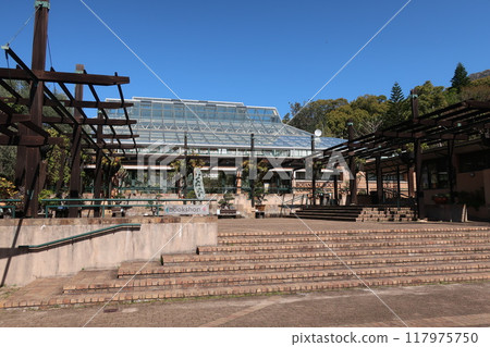 Kirstenbosch, Cape Town, South Africa 117975750