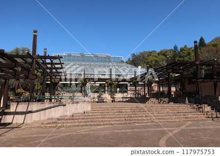 Kirstenbosch, Cape Town, South Africa 117975753