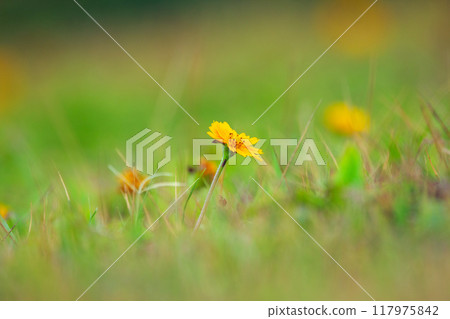 Cute little yellow flower is growing in  the green lawn grass in summer, eye level photography with bokeh. 117975842