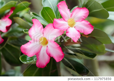 Beautiful tender pink and white flowers of tropical shrub Adenium obesum (desert rose) are blooming on the branch with foliage. Beautiful tender pink and white flowers of tropical shrub Adenium obesum (desert rose) are blooming on the branch with foliage. 117975850