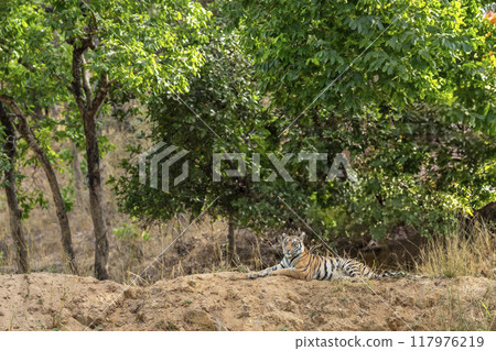 indian wild female bengal tiger or panthera tigris sitting on mud mound in natural green scenic background in winter season safari at bandhavgarh national park forest reserve madhya pradesh india asia 117976219